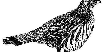 Животные 501