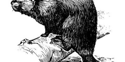 Животные 789