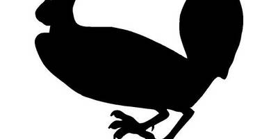 Животные 2624