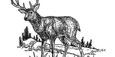 Животные 622