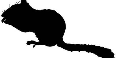 Животные 696