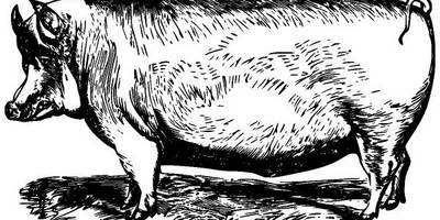 Животные 3588