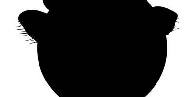 Животные 310