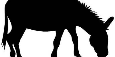 Осел кушает 647