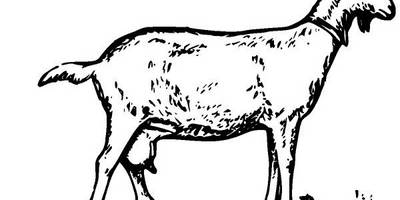 Животные 1151