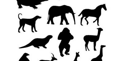 Животные 2711