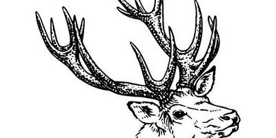 Животные 210