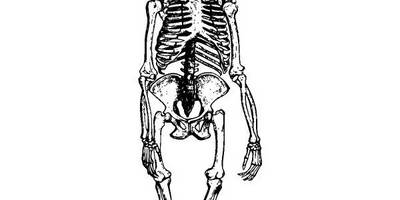 Животные 2689