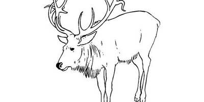 Животные 279