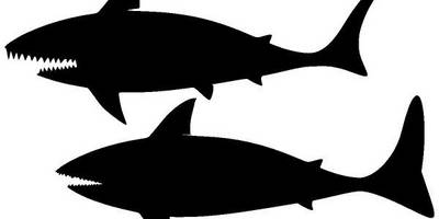 Животные 2384