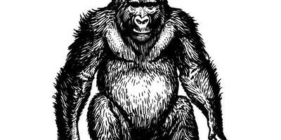 Животные 548