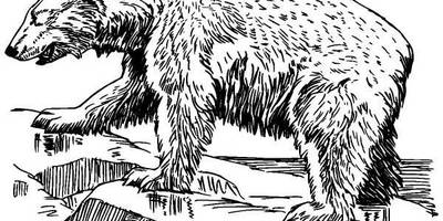 Животные 545