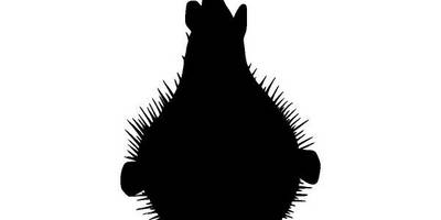 Животные 3278