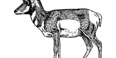 Животные 1092