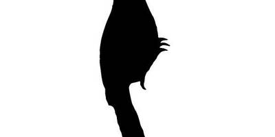 Животные 992