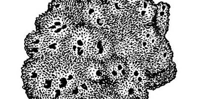 Животные 1125