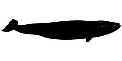 Животные 1483