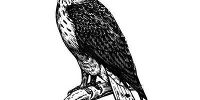 Животные 320