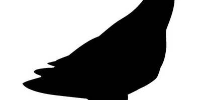 Животные 1740