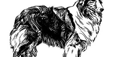 Животные 231