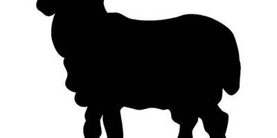 Животные 2432