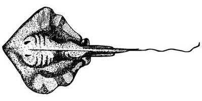 Животные 1129