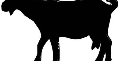 Животные 4062