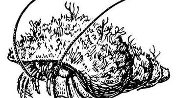 Животные 1268