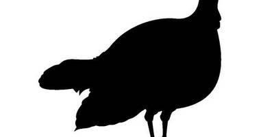 Животные 237