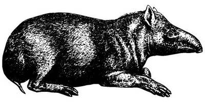 Животные 3837