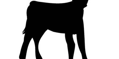 Животные 214