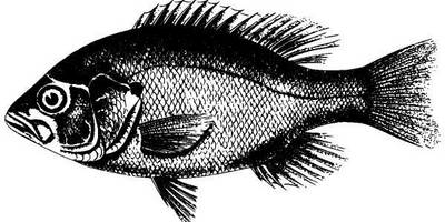 Животные 1028