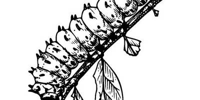 Животные 3765