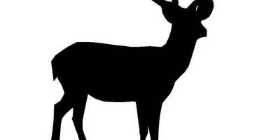 Животные 1745