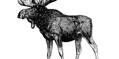 Животные 1069