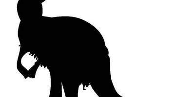 Животные 672