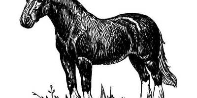 Животные 509