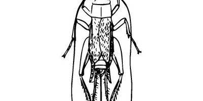 Животные 2455