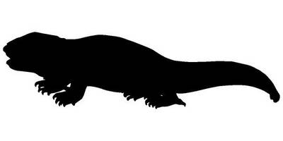 Животные 331