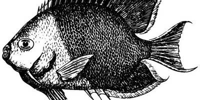 Животные 3930