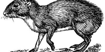 Животные 199