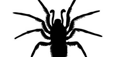 Животные 1280