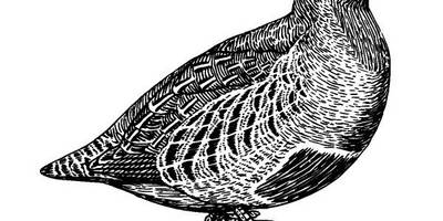 Животные 1077