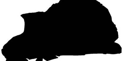 Животные 3446