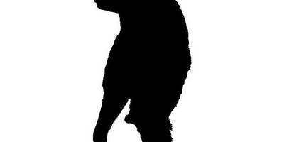 Животные 1196