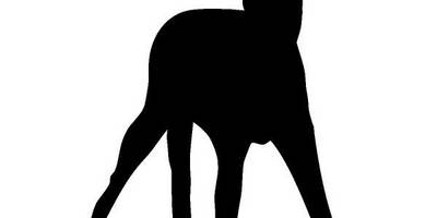 Животные 984