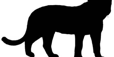 Животные 3356