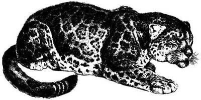 Животные 1013