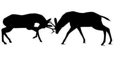 Животные 3529