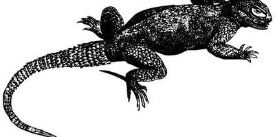 Животные 3838